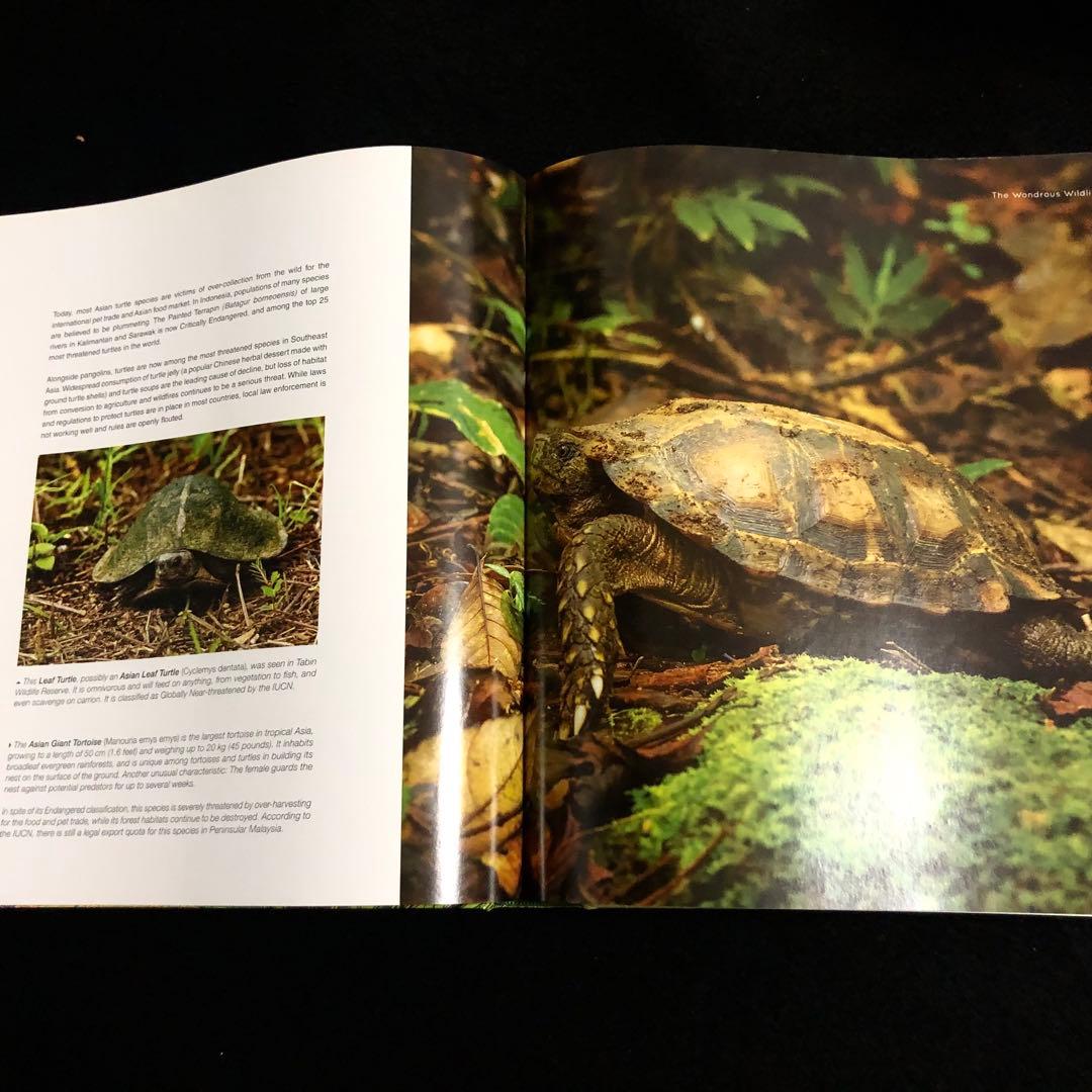 ボルネオ島 野生動物 写真集「Borneo's Wildlife」