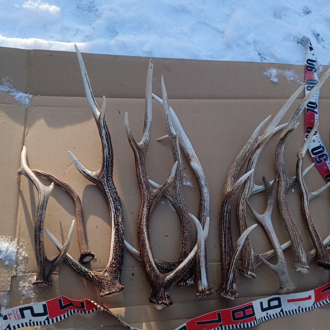 ク*ト様 蝦夷鹿の角 　犬のおもちゃ、工芸品などに 自然素材　７番