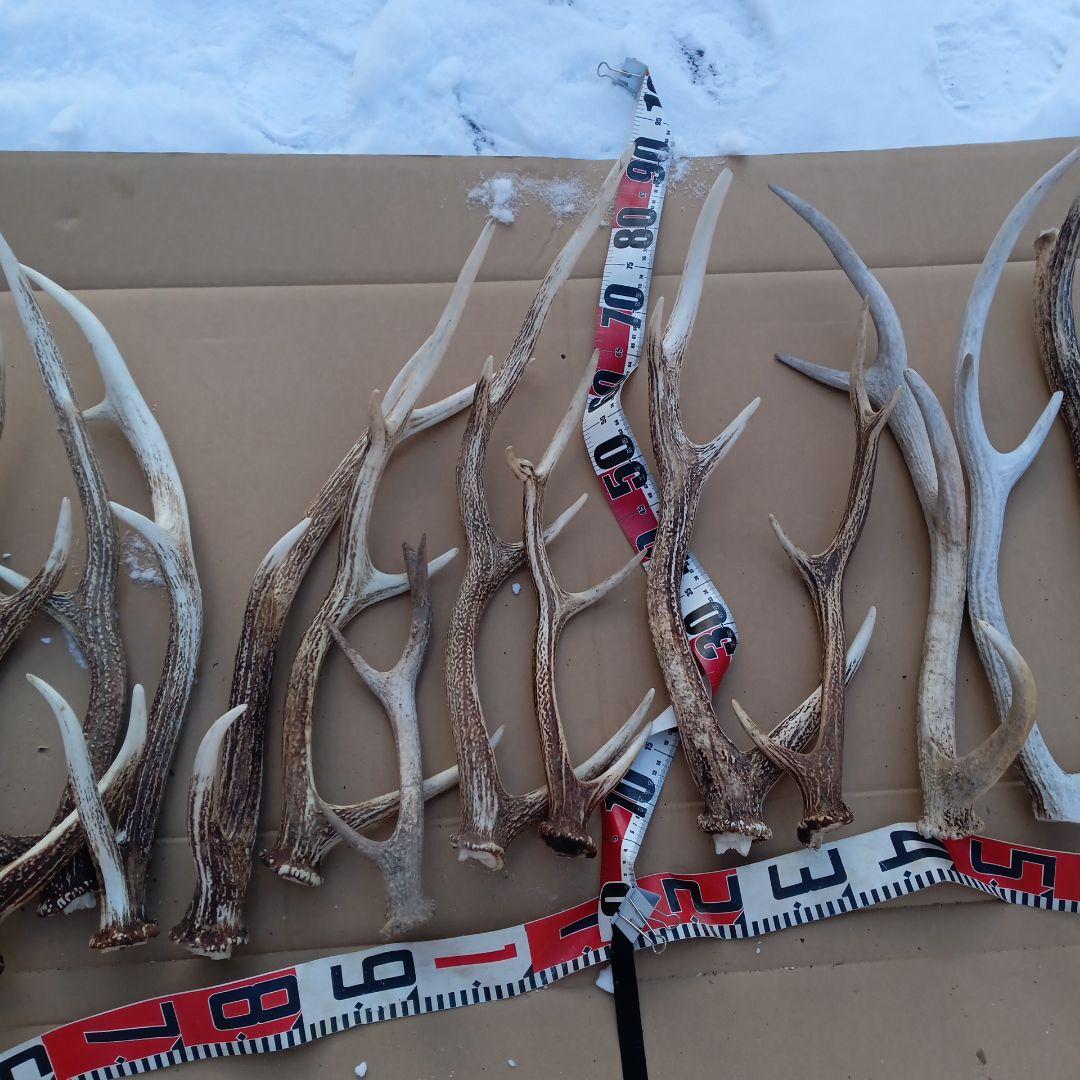 ク*ト様 蝦夷鹿の角 　犬のおもちゃ、工芸品などに 自然素材　７番