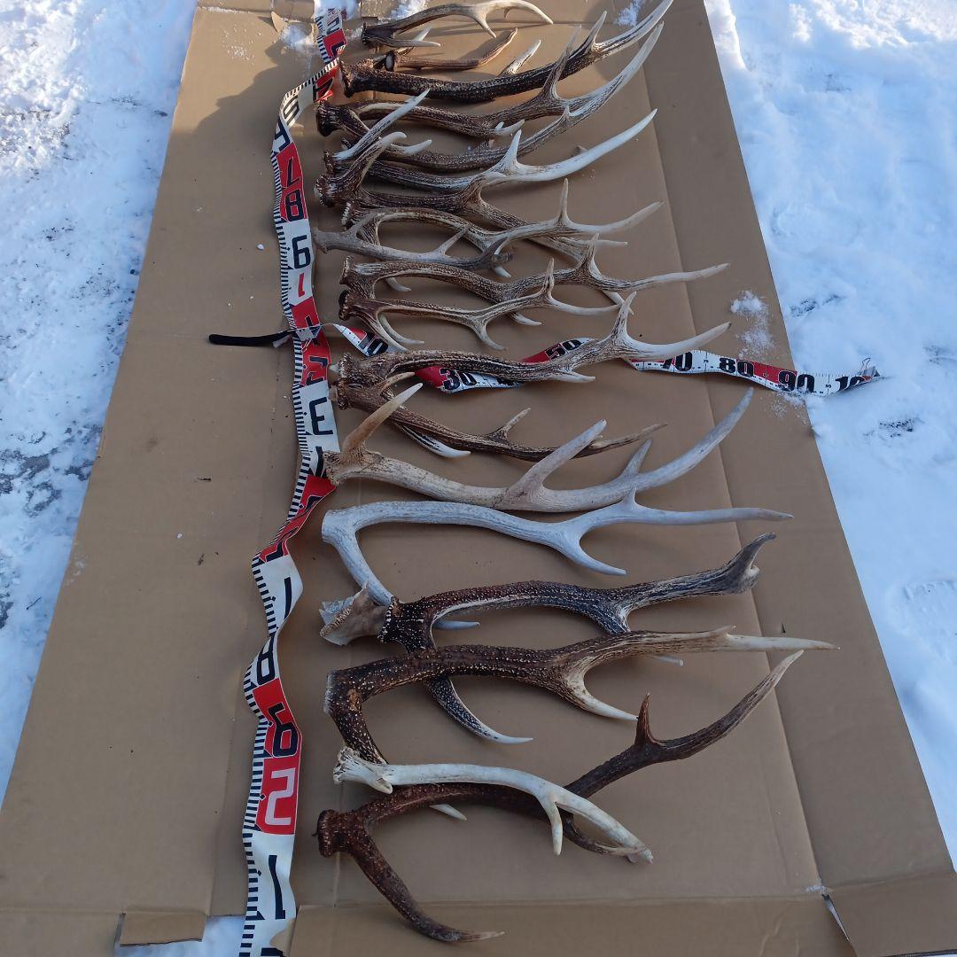 ク*ト様 蝦夷鹿の角 　犬のおもちゃ、工芸品などに 自然素材　７番