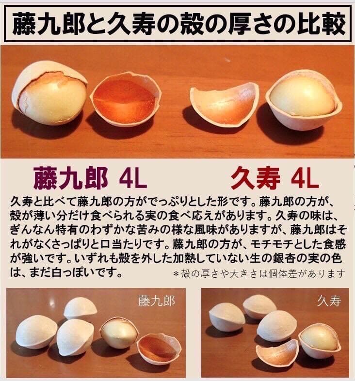 2025年新物 久寿 銀杏 ぎんなん 祖父江産 3L 3kg