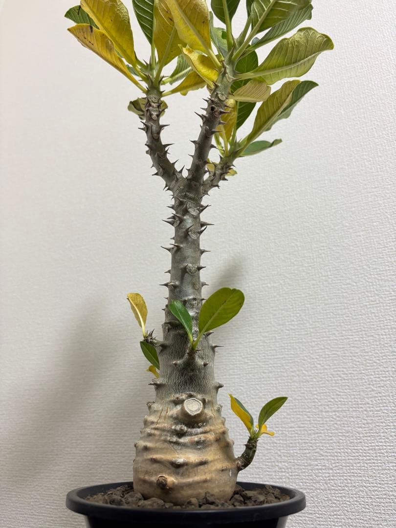 開花株　パキポディウム　ウィンゾリー　有望株