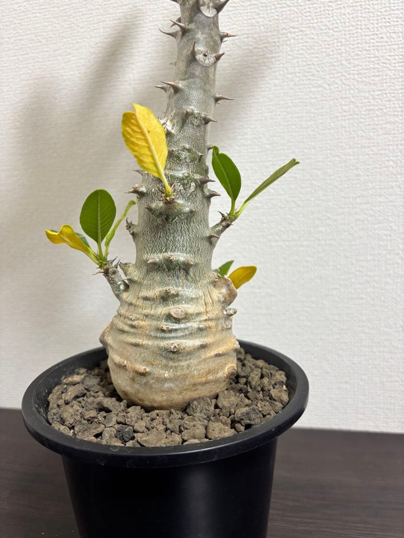 開花株　パキポディウム　ウィンゾリー　有望株