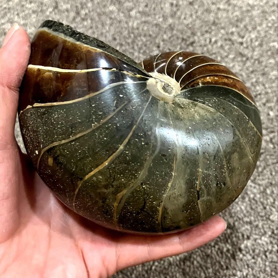 オウムガイ　化石　979g