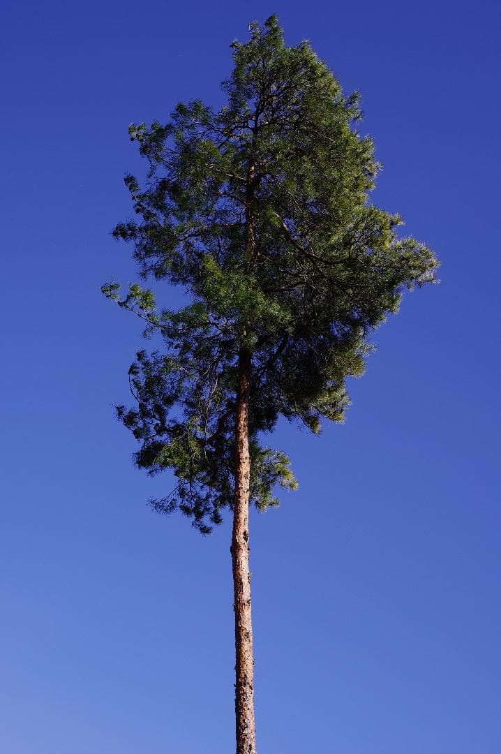 レンズ(単焦点) smc PENTAX-DA 35mmF2.4AL