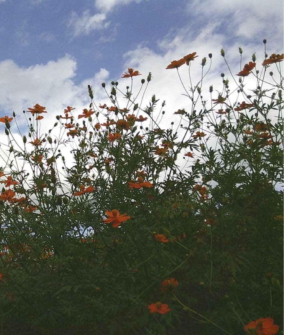 BIRTHDAY BAR デジタルカメラ ホワイト