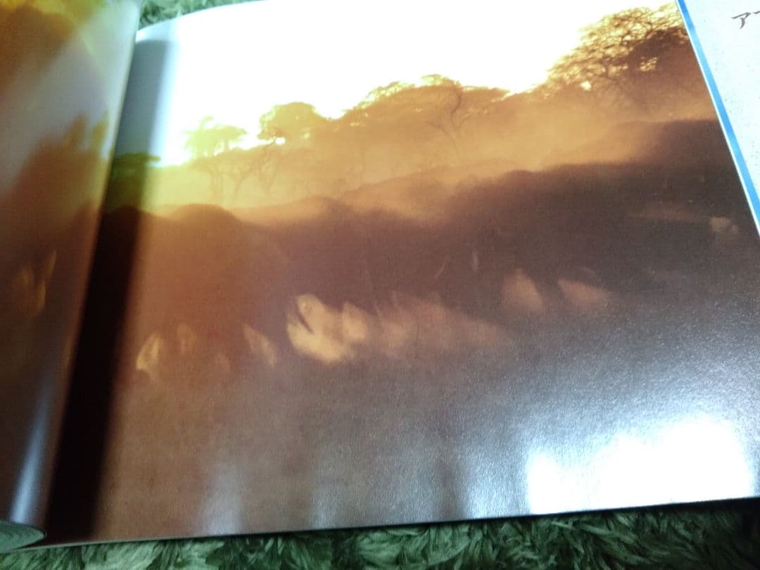 絶版　1986年　小学館　おきて　岩合光昭