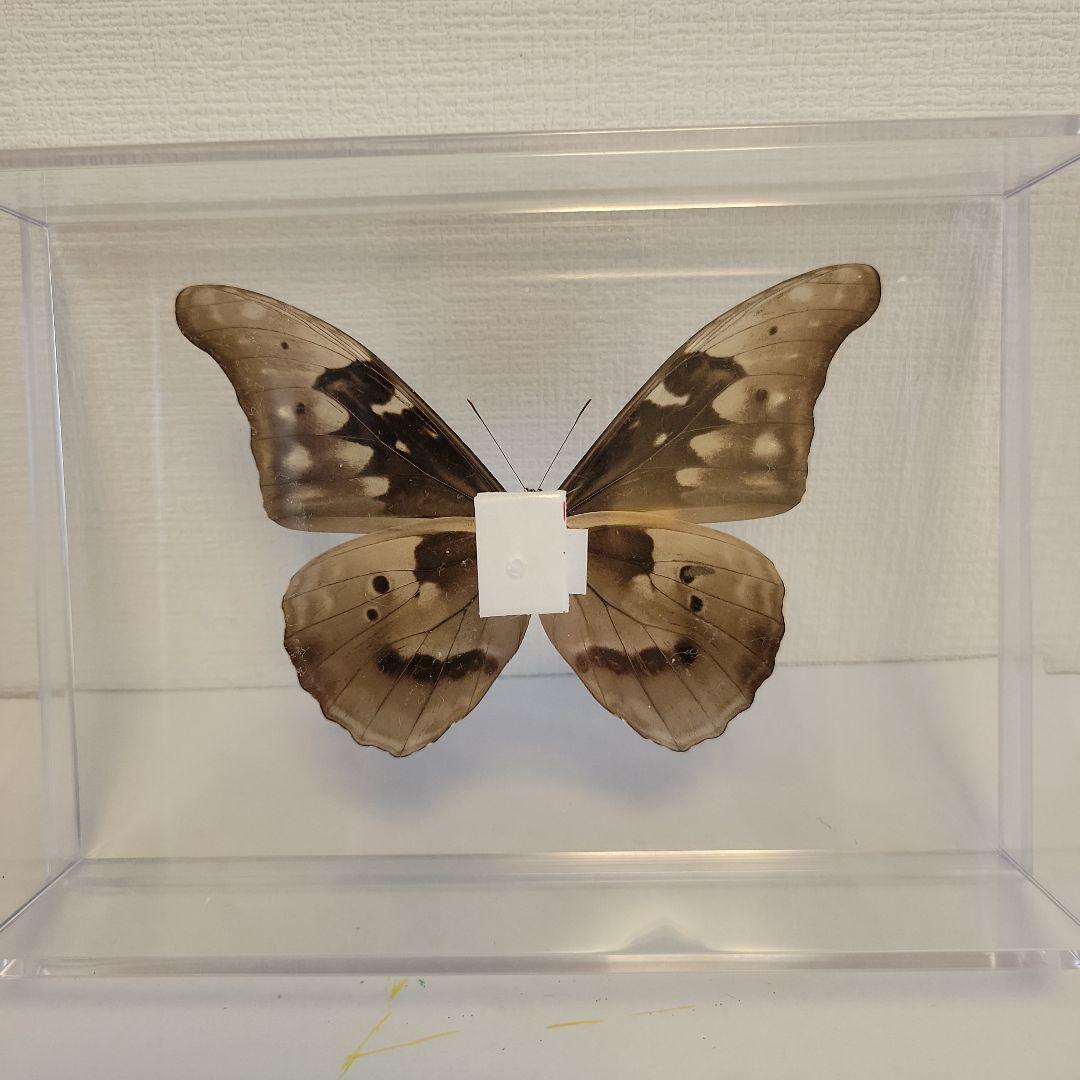 蝶の標本　ジャングルを舞う宝石(大珍)