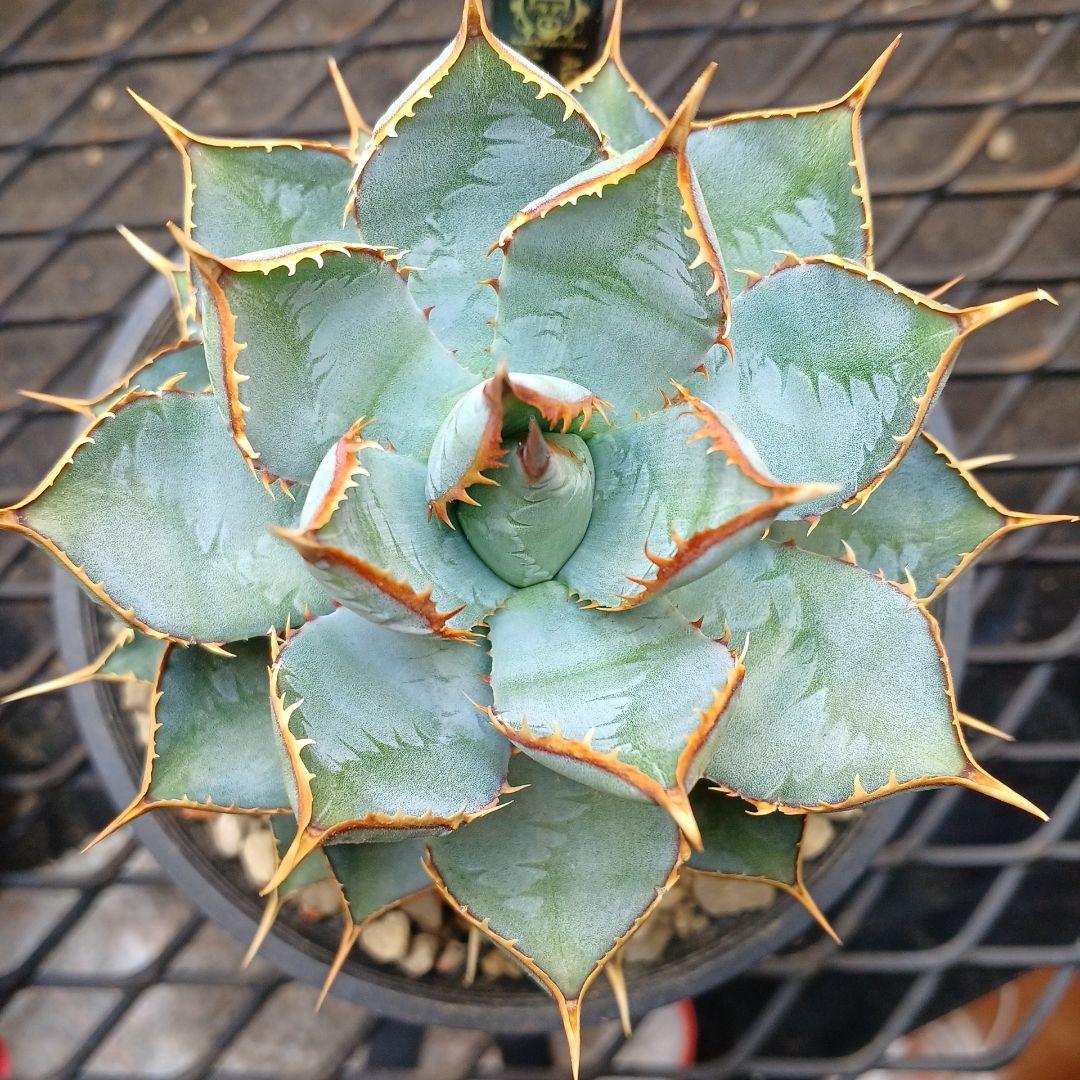 アガベ　HYBRID　子株