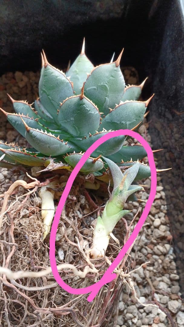 アガベ　HYBRID　子株