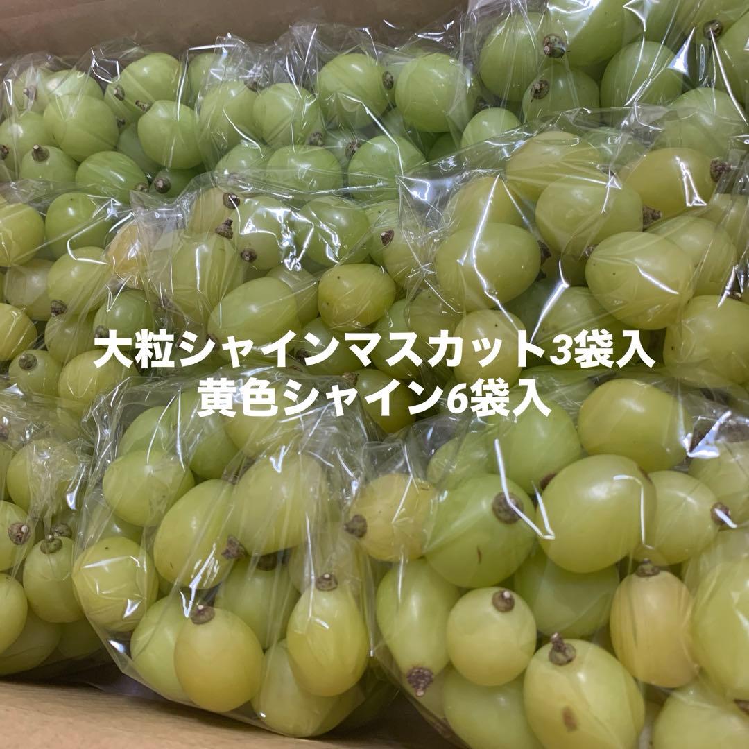 大粒シャインマスカット＆黄色シャインマスカット（粒5キロ以上）