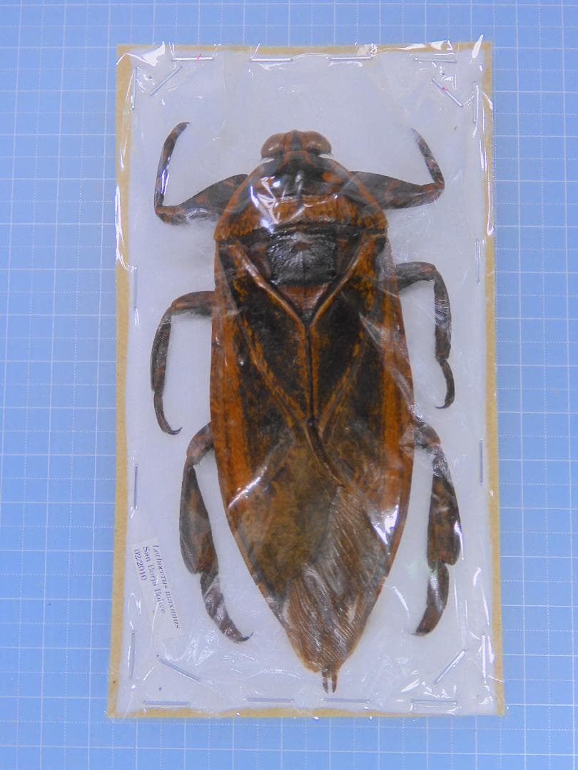 ボリビア産　ナンベイオオタガメ　112mm(管まで)