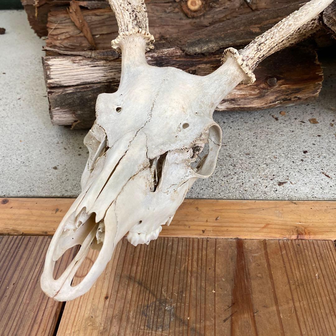 鹿角　滋賀県産　レア