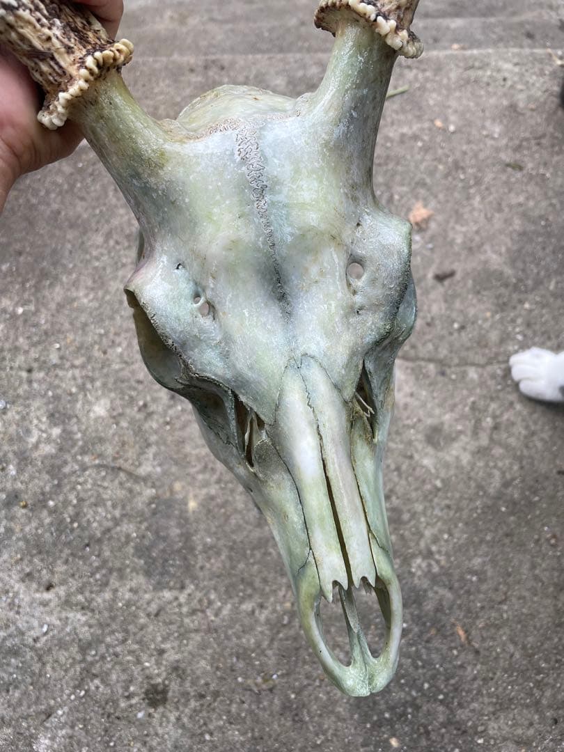 鹿角　滋賀県産　レア