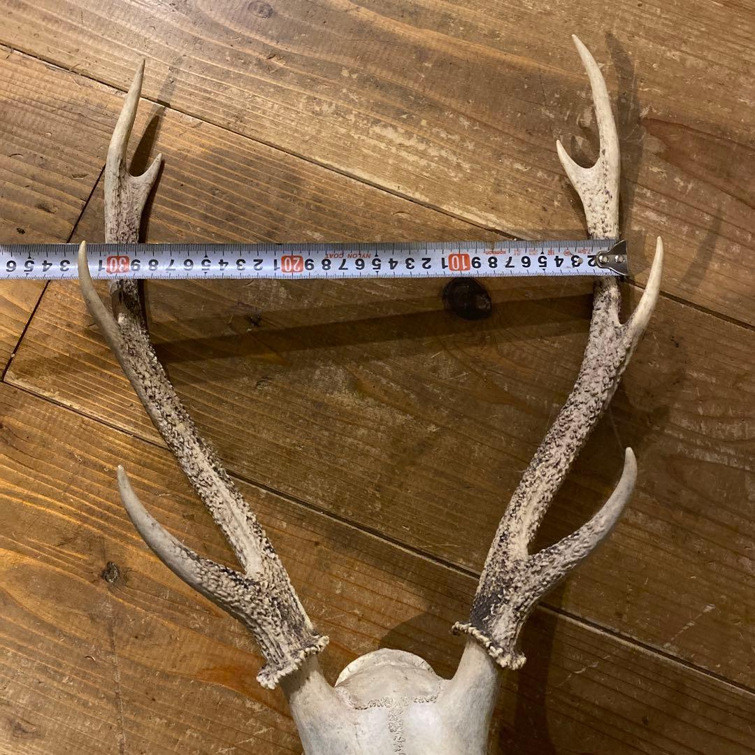 鹿角　滋賀県産　レア