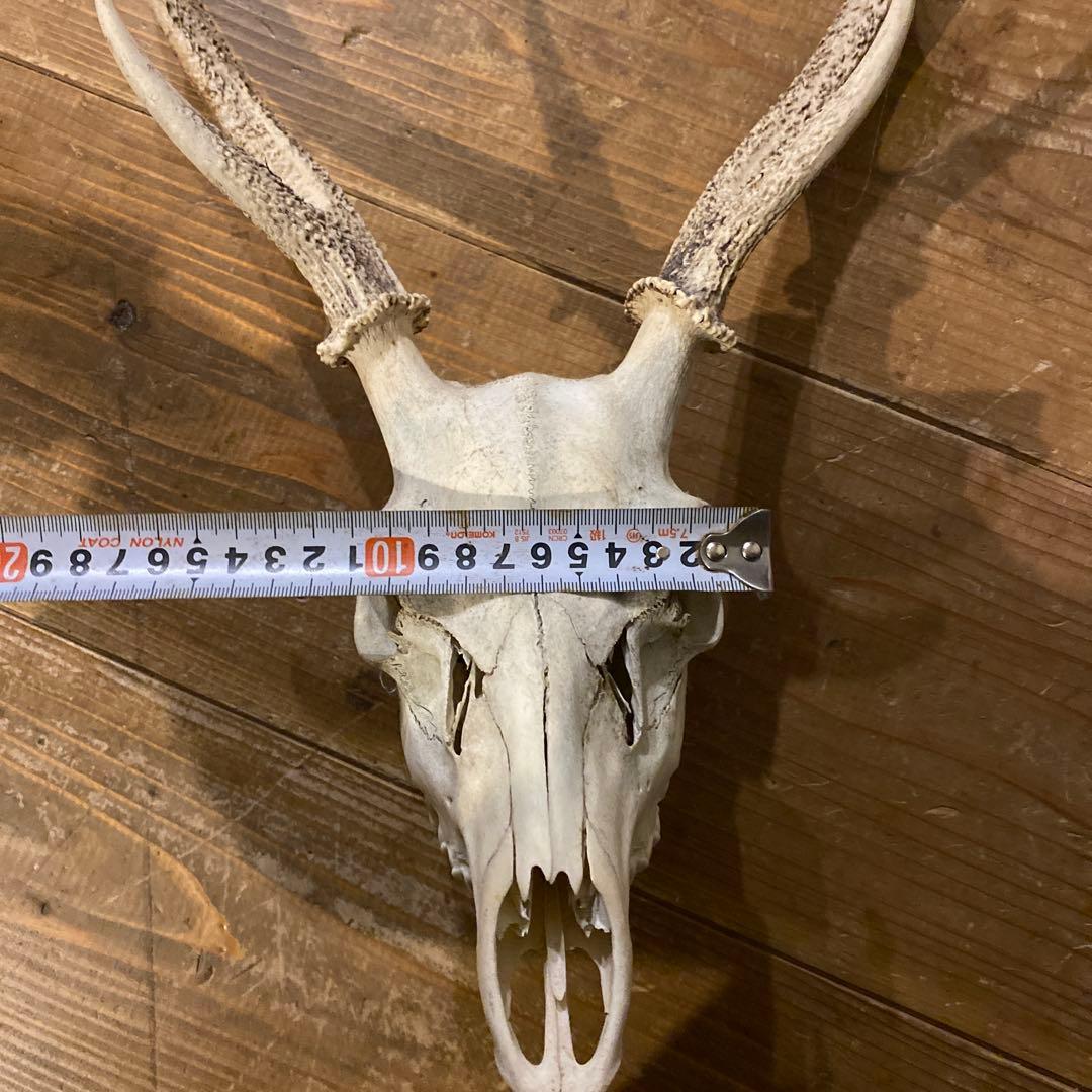 鹿角　滋賀県産　レア