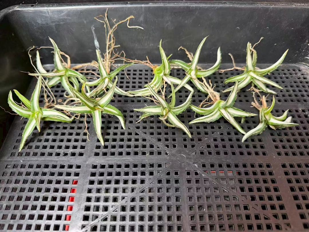 m*u様 45多肉植物アガベ 笹の雪丸叶氷山 変異錦 白中斑 鲜明錦 極上美株