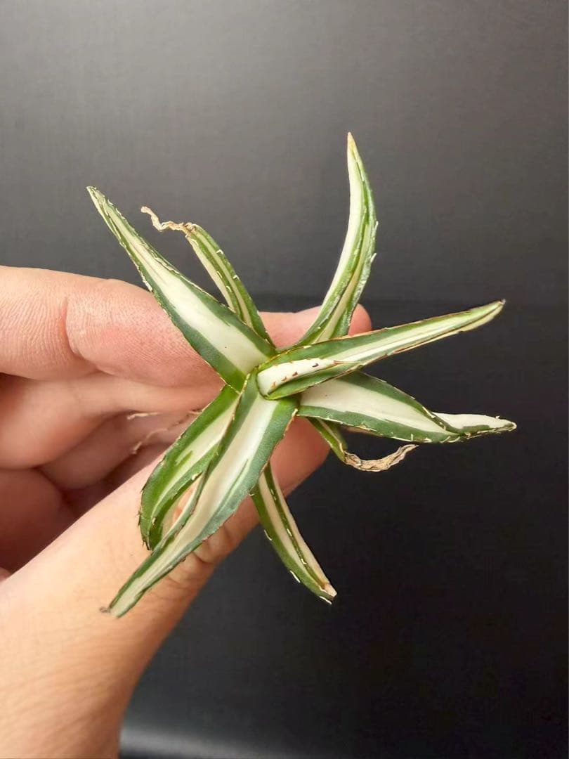 m*u様 45多肉植物アガベ 笹の雪丸叶氷山 変異錦 白中斑 鲜明錦 極上美株