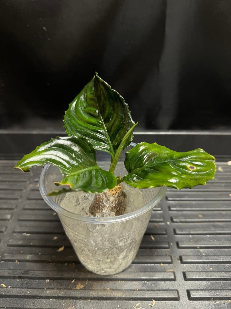 特別企画　新春セール　Aglaonema アグラオネマ　トリカラー　メタリカ　③