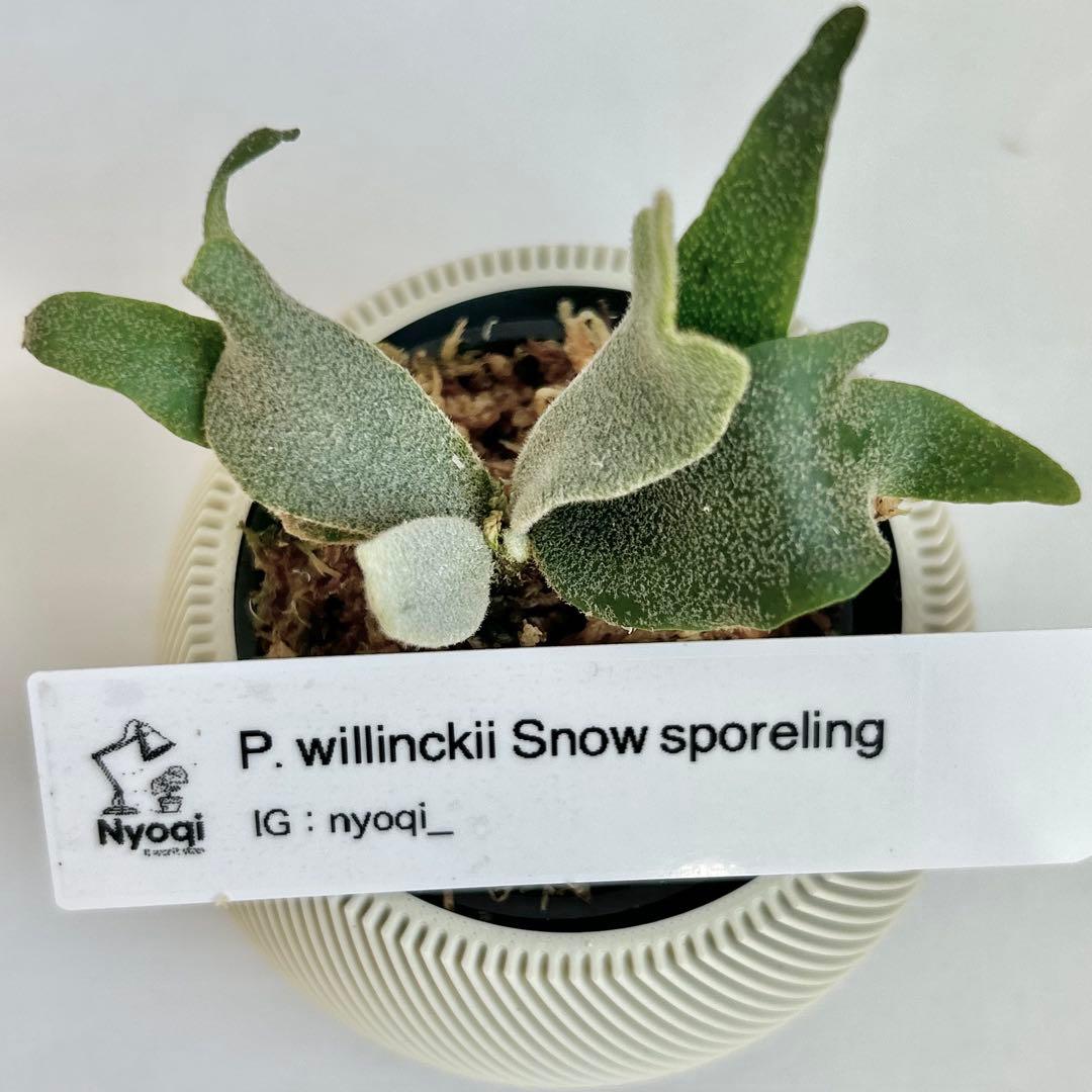 【メルカリ便】P. Willinckii (spore) 【66】