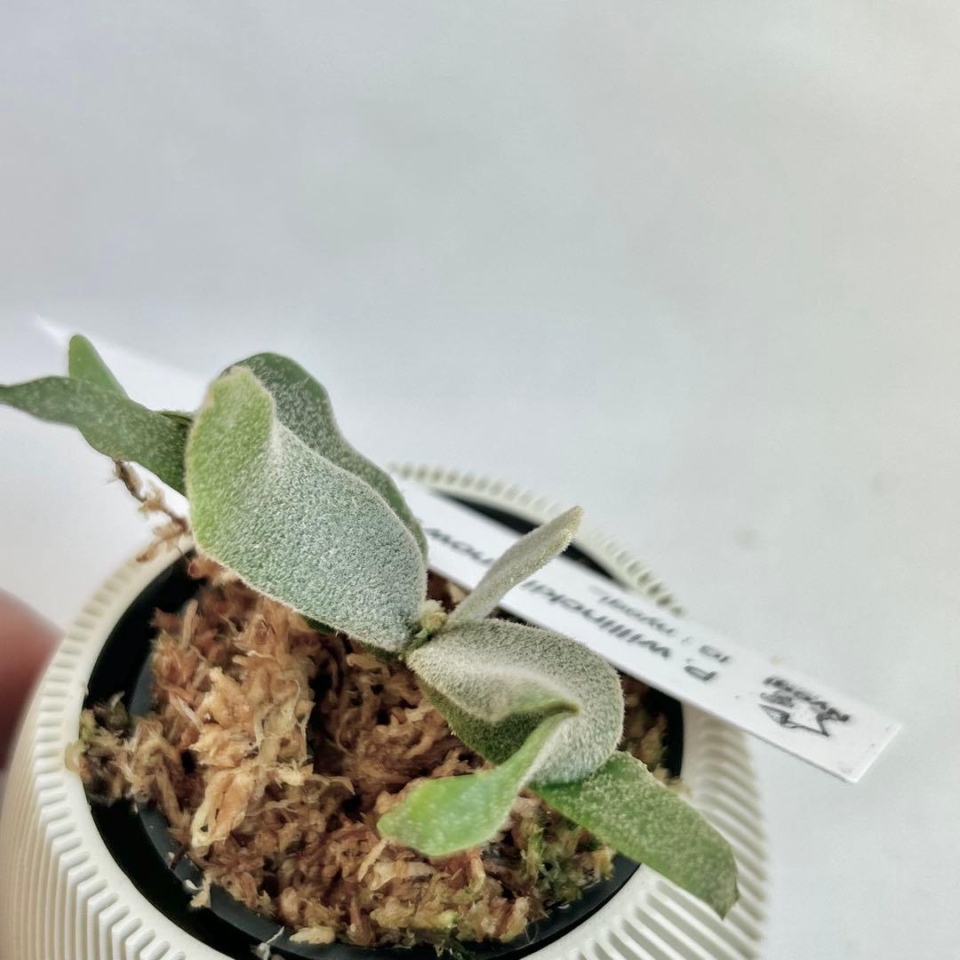 【メルカリ便】P. Willinckii (spore) 【66】