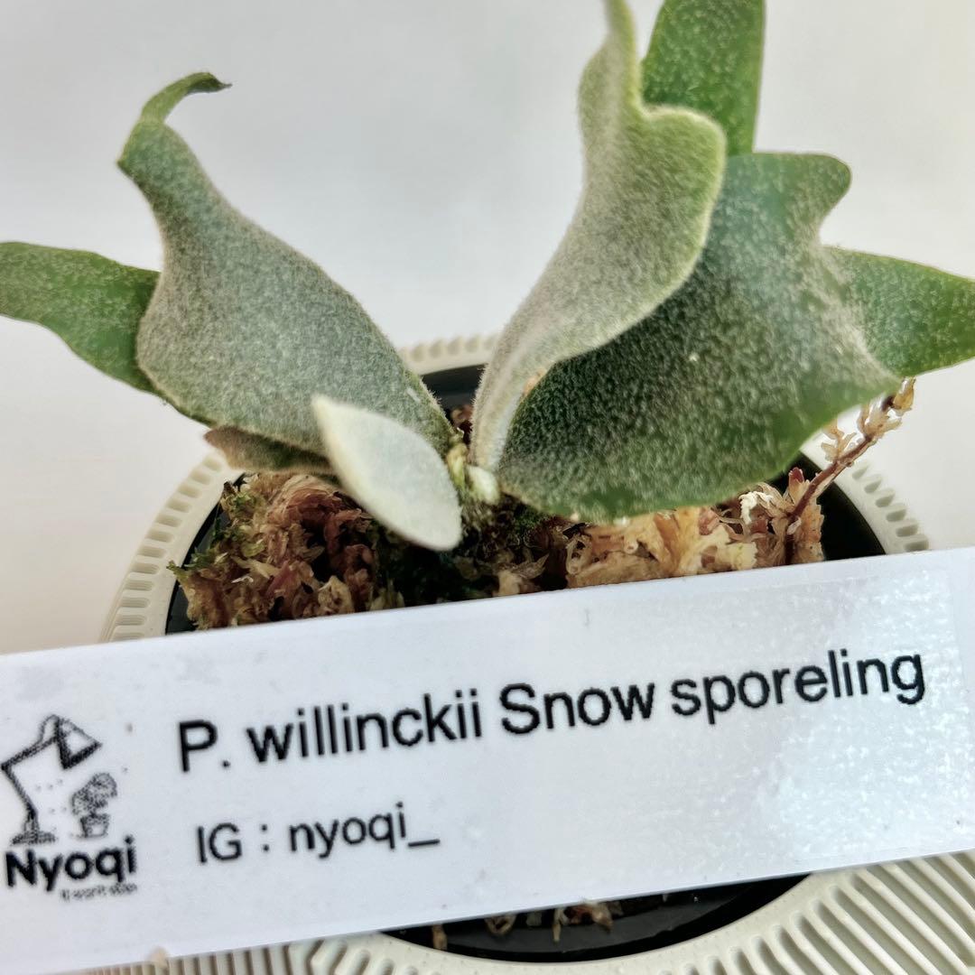 【メルカリ便】P. Willinckii (spore) 【66】