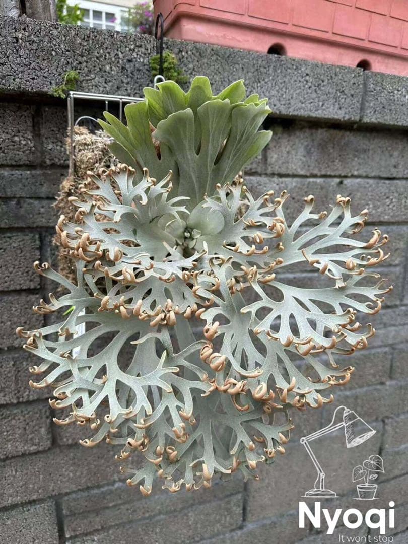 【メルカリ便】P. Willinckii (spore) 【66】