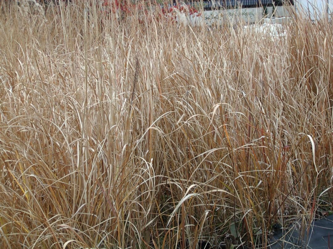 PENTAX Optio 330GS デジカメ スマホ転送OK 自撮り