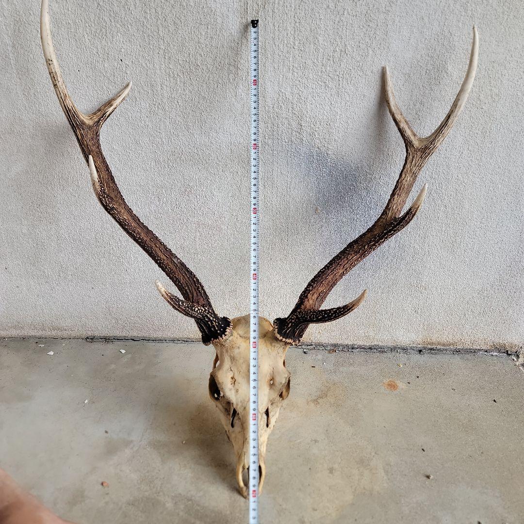 日本鹿　ハンティングトロフィー