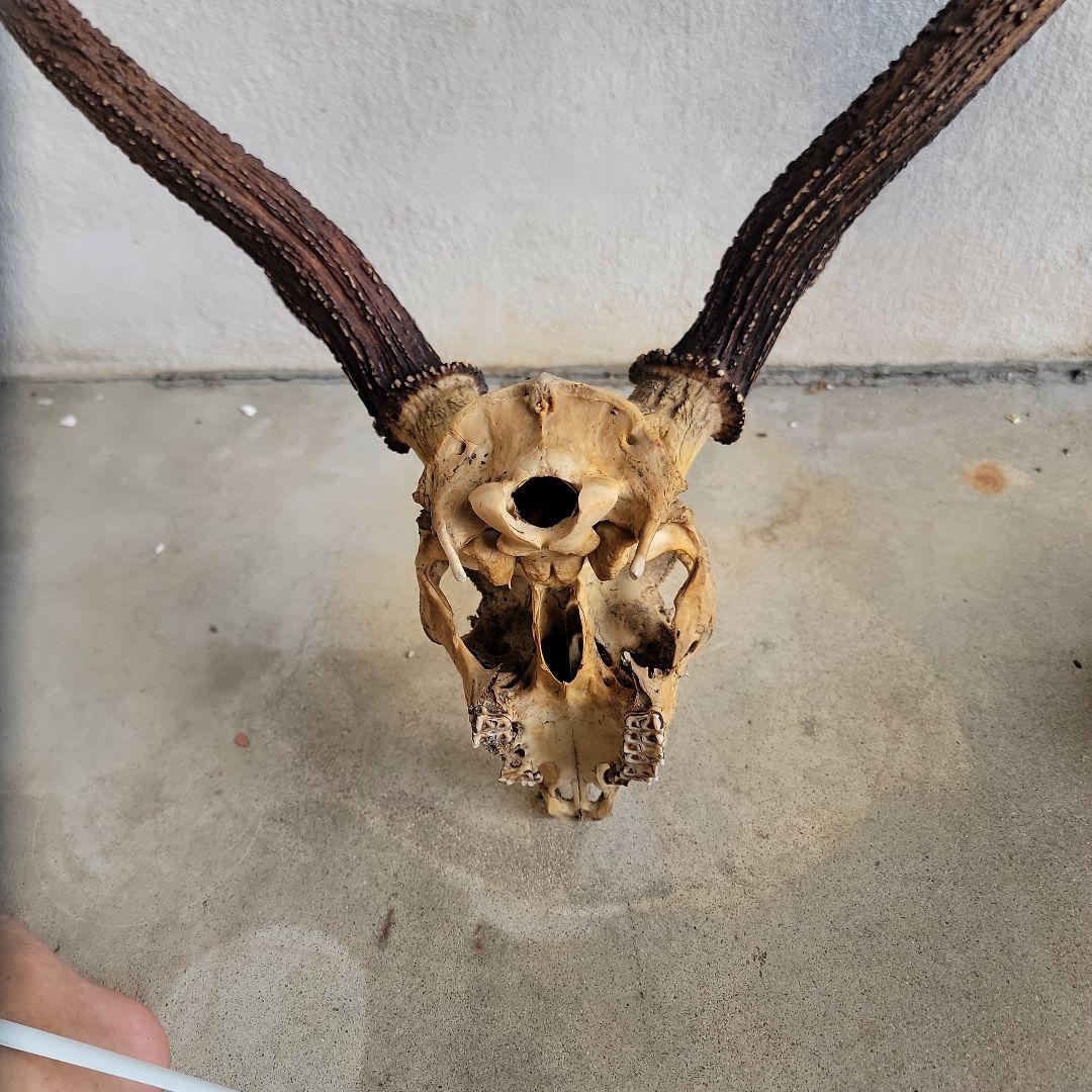 日本鹿　ハンティングトロフィー