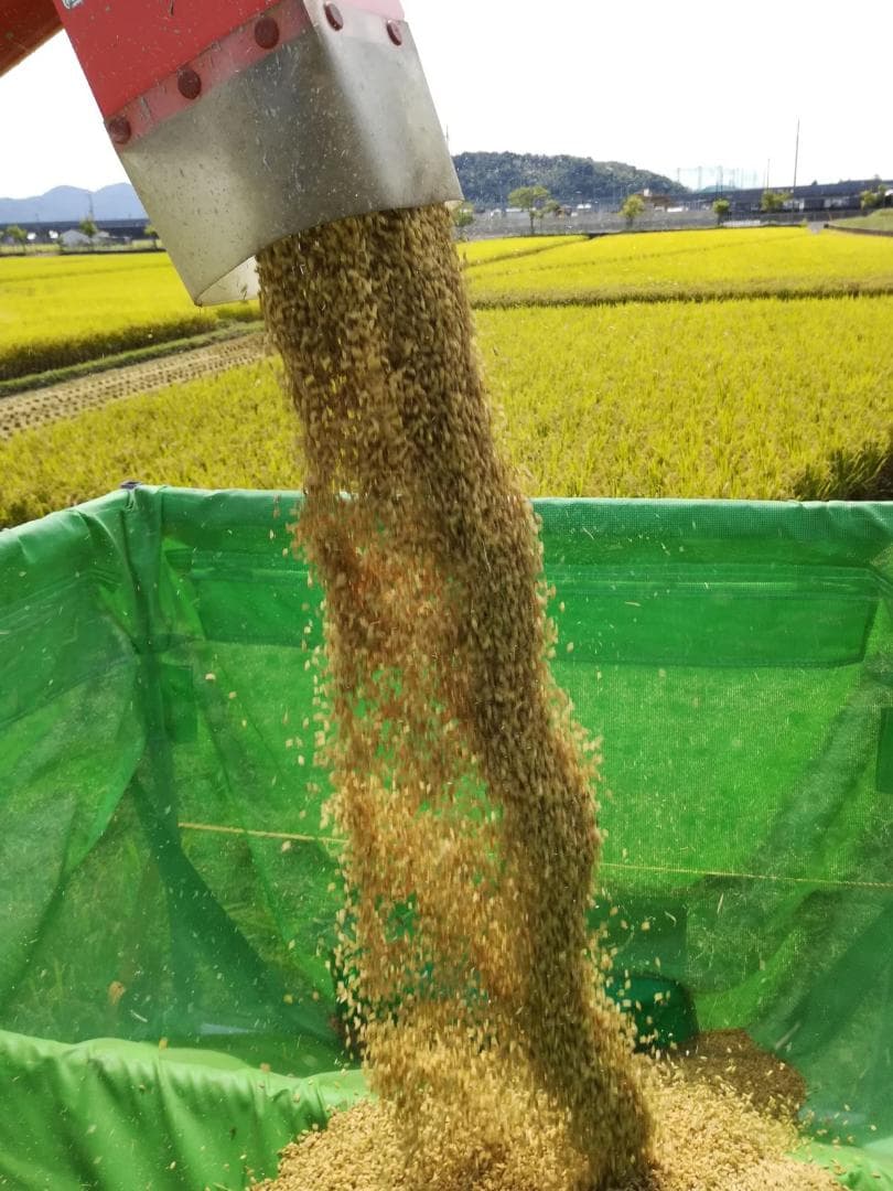 令和７年度兵庫県産 きぬむすめ 玄米30kg※精米可 本州・四国・九州は送料無料