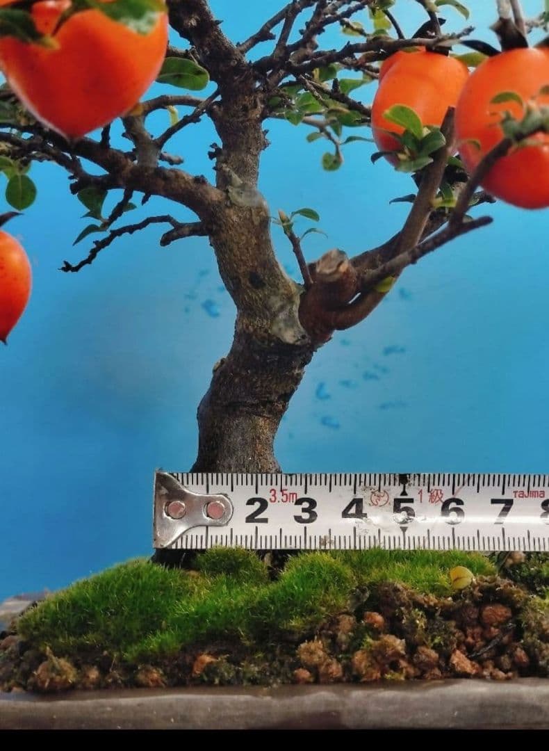 ⭐ゆうた⭐️ 老爺柿 雄の木・雌の木セット 盆栽 (A)(W)