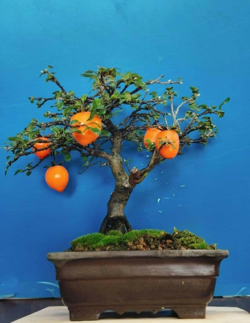 ⭐ゆうた⭐️ 老爺柿 雄の木・雌の木セット 盆栽 (A)(W)