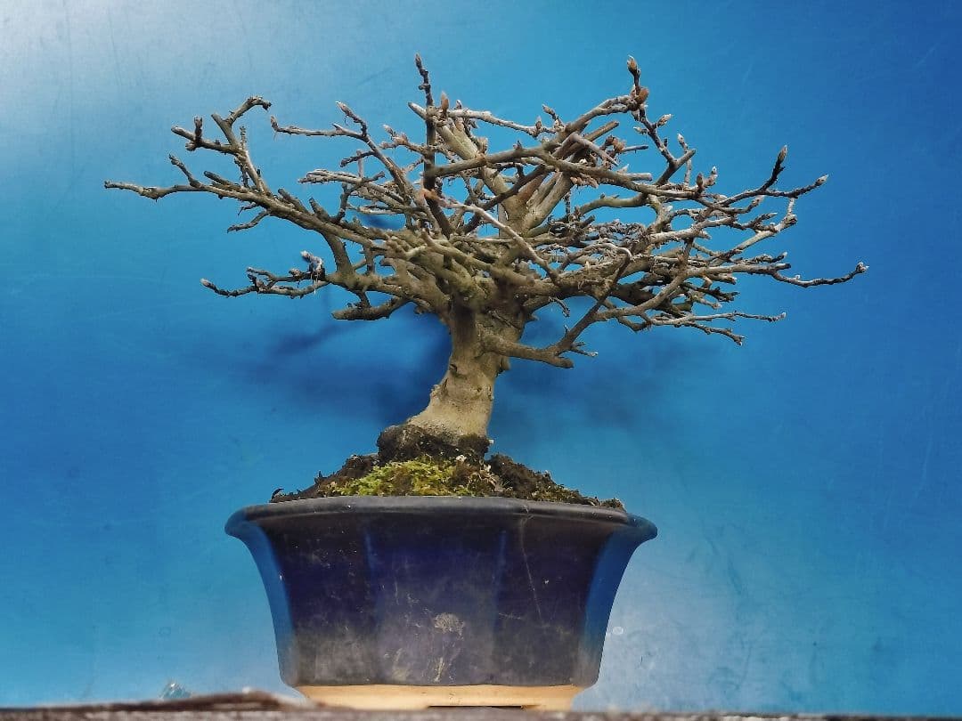 ⭐ゆうた⭐️ 老爺柿 雄の木・雌の木セット 盆栽 (A)(W)