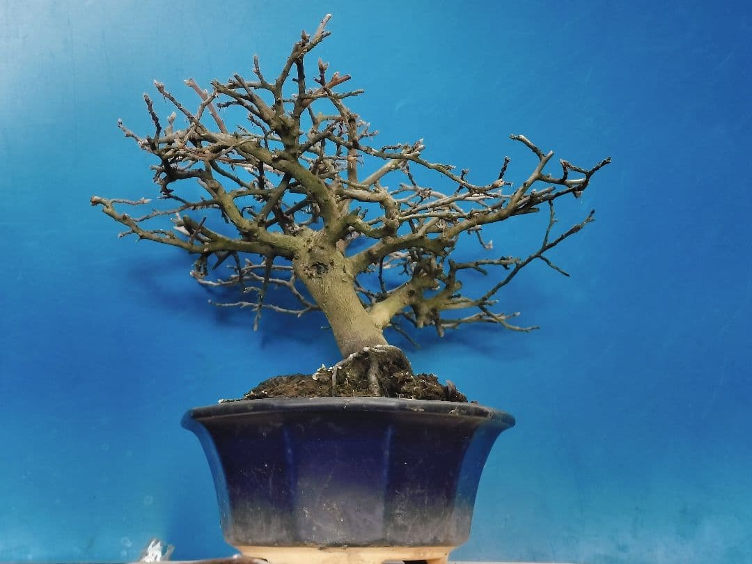 ⭐ゆうた⭐️ 老爺柿 雄の木・雌の木セット 盆栽 (A)(W)