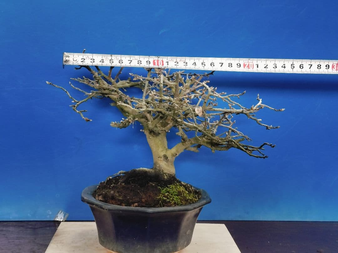 ⭐ゆうた⭐️ 老爺柿 雄の木・雌の木セット 盆栽 (A)(W)