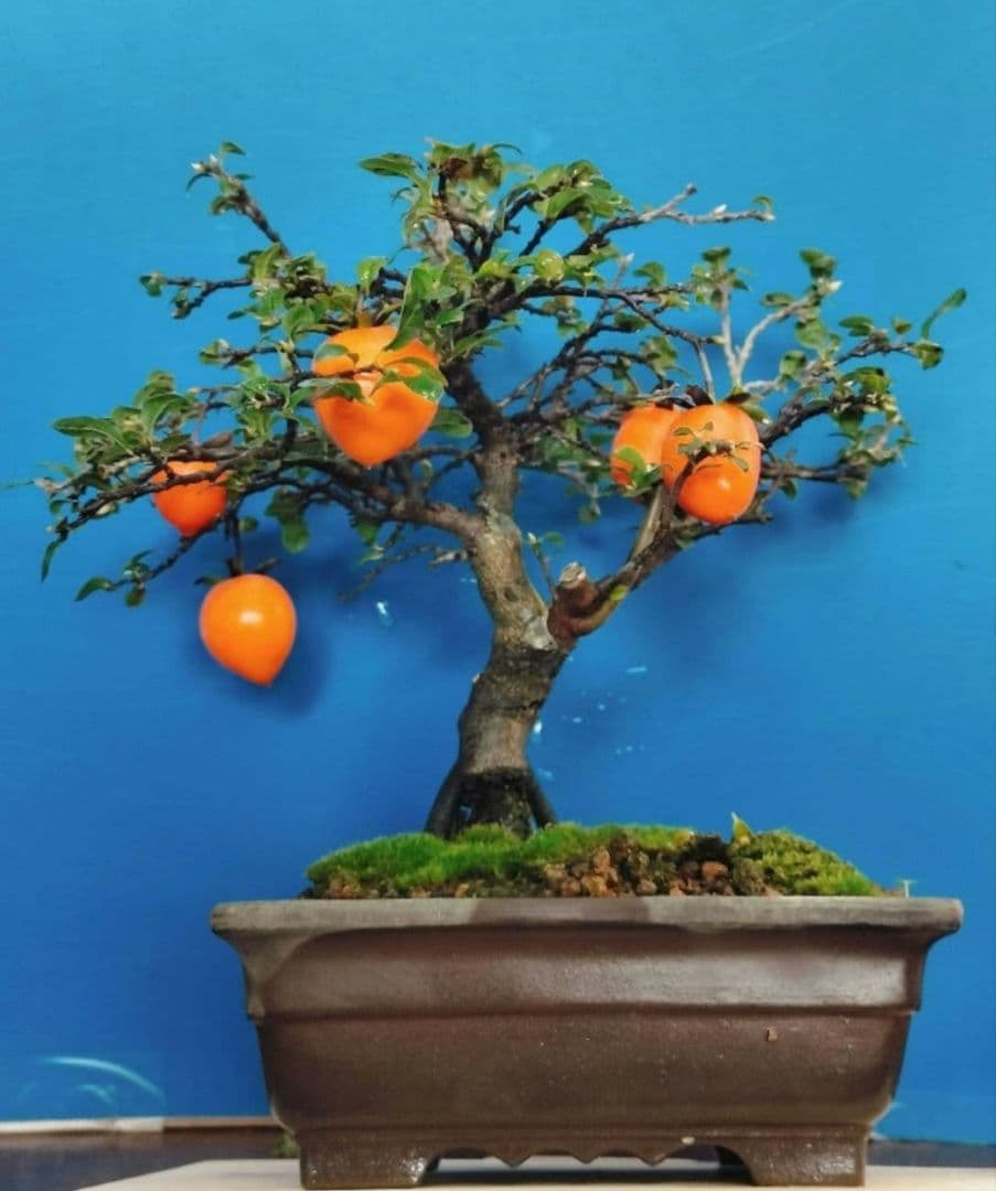 ⭐ゆうた⭐️ 老爺柿 雄の木・雌の木セット 盆栽 (A)(W)