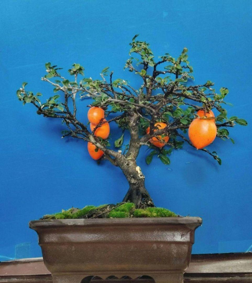 ⭐ゆうた⭐️ 老爺柿 雄の木・雌の木セット 盆栽 (A)(W)