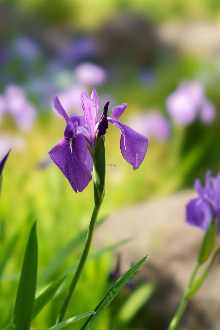 極上美品！魔法のボケ！SONY FE100mm GM STFボケ味特化レンズ