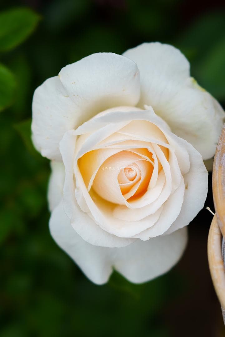 極上美品！魔法のボケ！SONY FE100mm GM STFボケ味特化レンズ