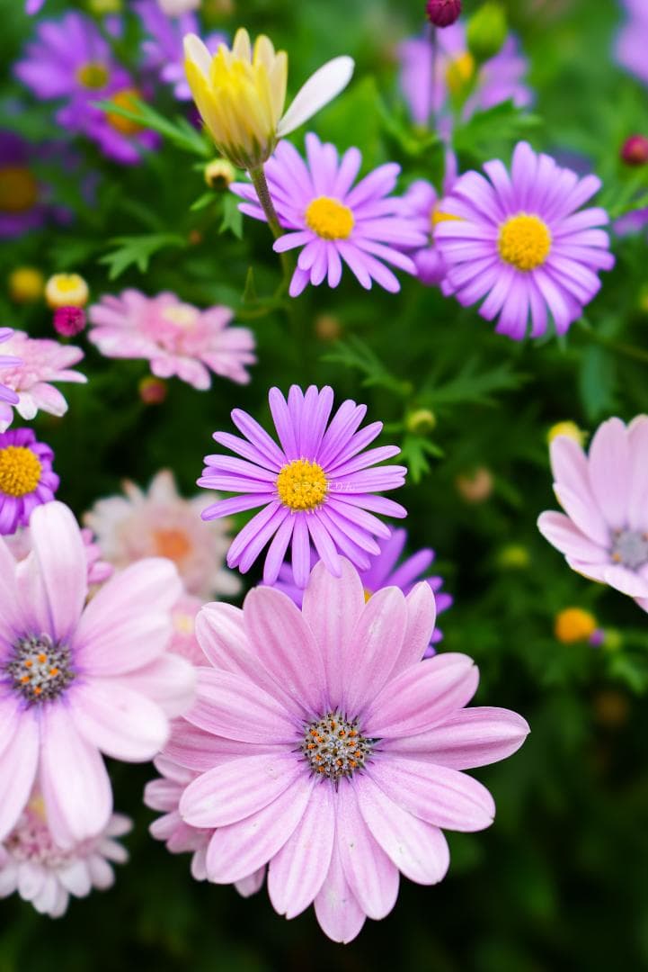 極上美品！魔法のボケ！SONY FE100mm GM STFボケ味特化レンズ