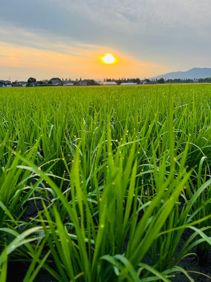 【令和7年産】【一等米】新潟県産従来品種コシヒカリ精米(白米)10kg B③