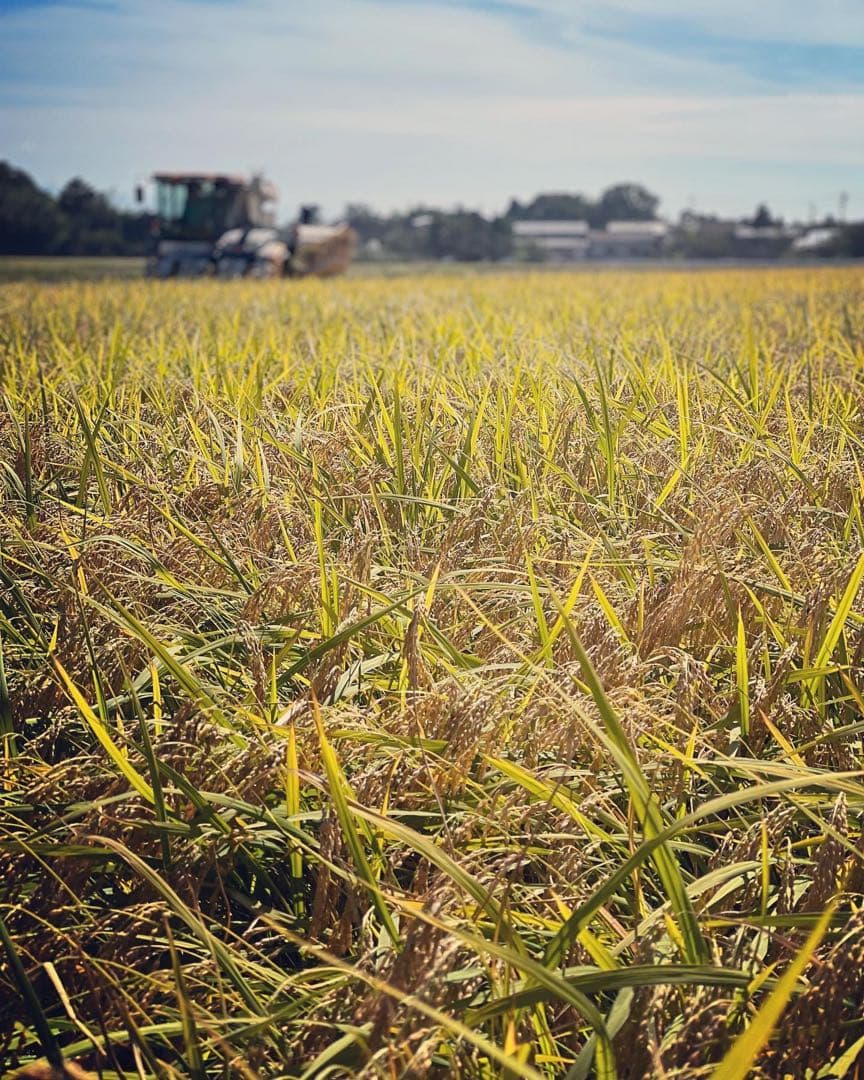 【令和7年産】【一等米】新潟県産従来品種コシヒカリ精米(白米)10kg B③