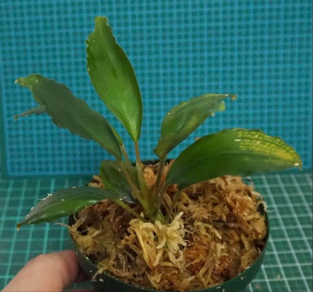 Bucephalandra sp.オリーバ【カミハタ】