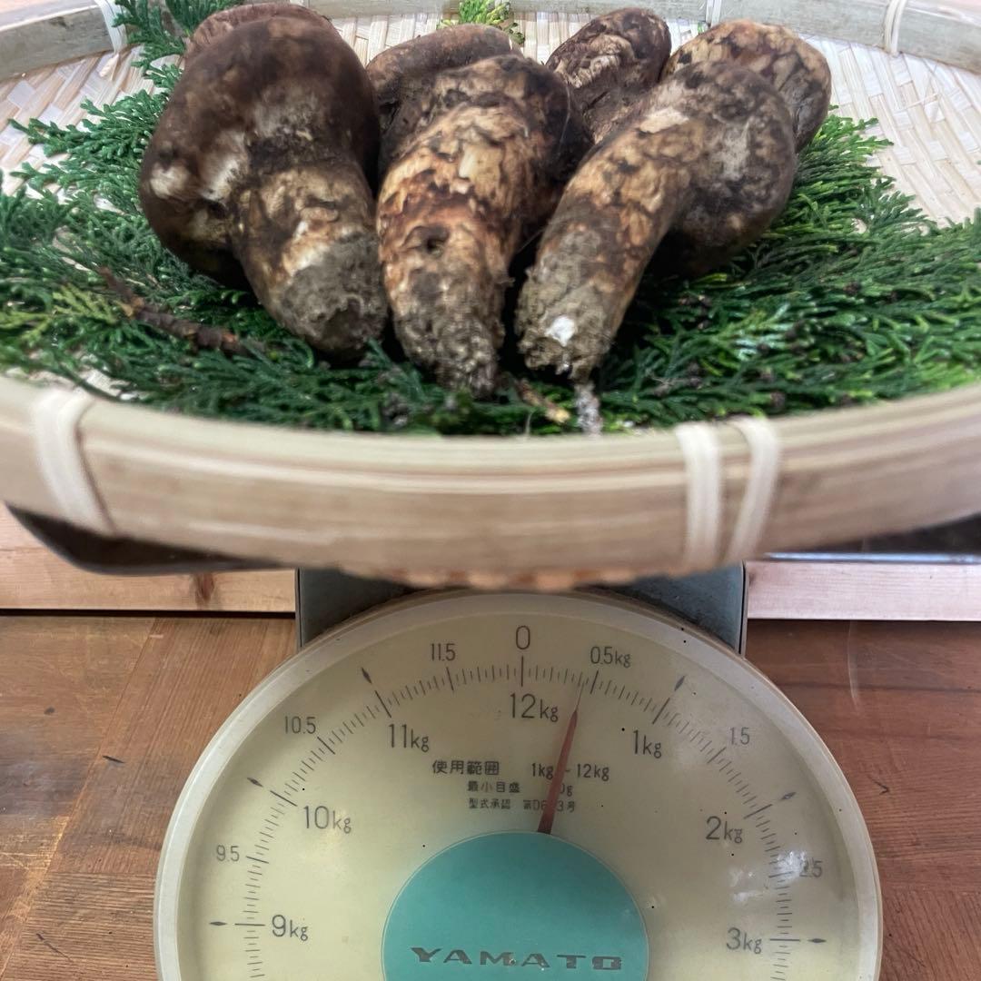 国産松茸　山梨産　約220g