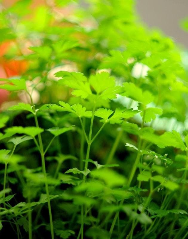 83 希少【希少】スクエア絞り未使用　ぐるぐるボケ　 ヘリオス　44-2 M42