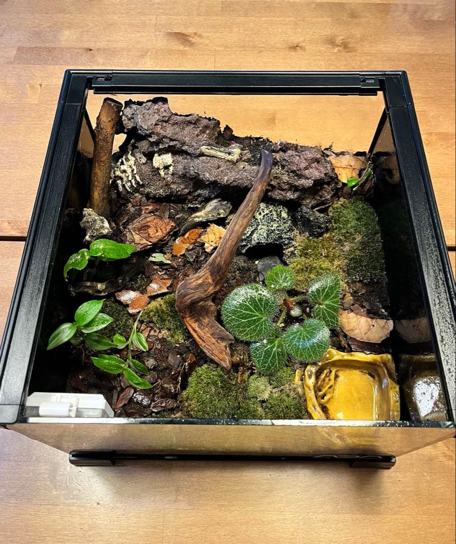 テラリウムケージ 30×30×25cm ヤモリ・イモリ飼育用／自然レイアウト
