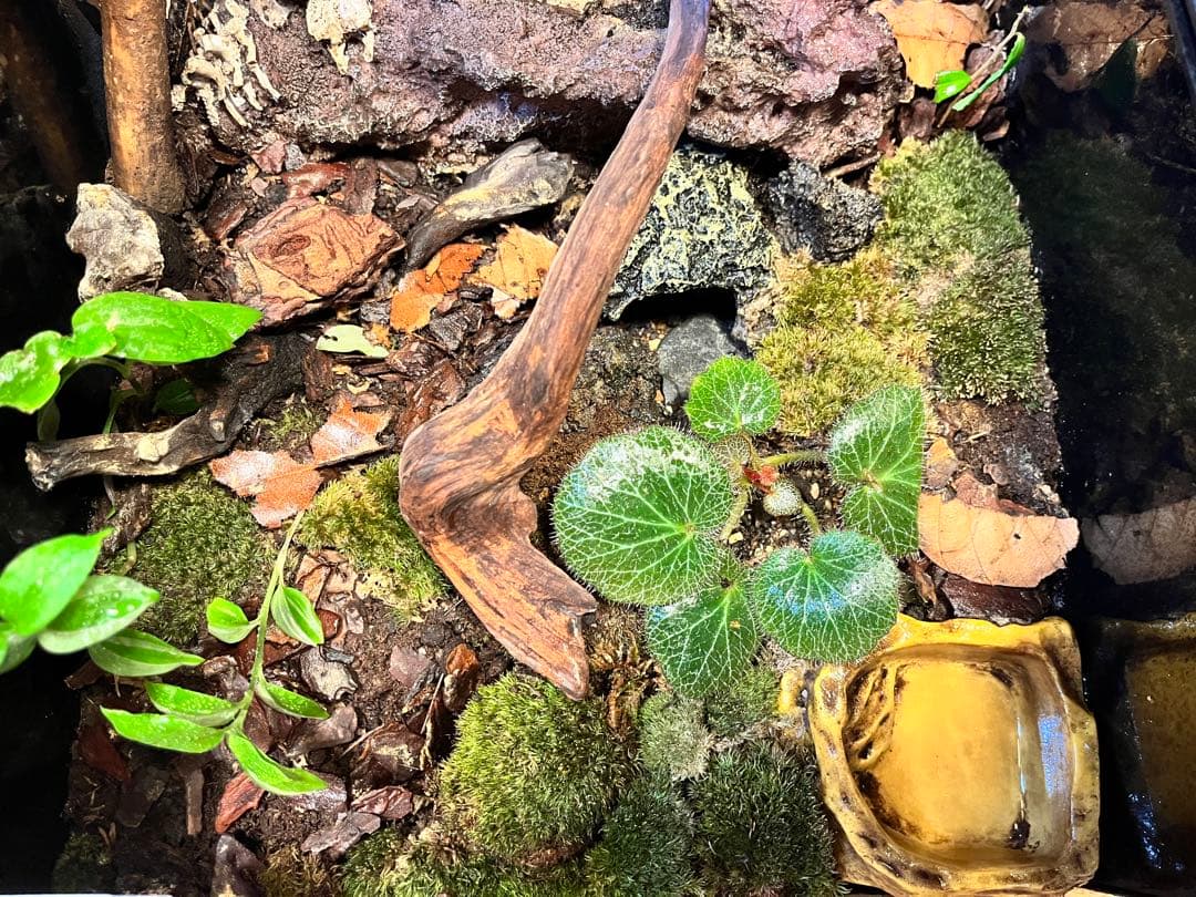 テラリウムケージ 30×30×25cm ヤモリ・イモリ飼育用／自然レイアウト