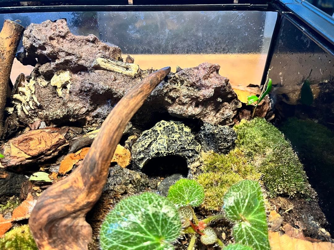 テラリウムケージ 30×30×25cm ヤモリ・イモリ飼育用／自然レイアウト