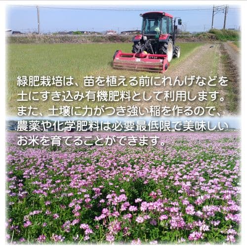 令和7年産 希少米 緑肥＆有機肥料 特別栽培米【朝日】10キロ